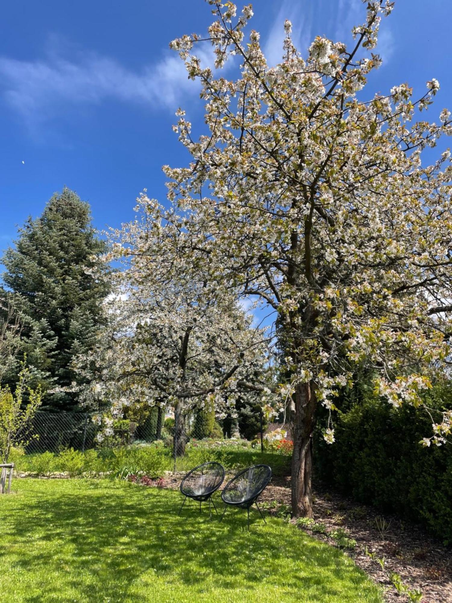 Vila Betula Villa Nove Mesto na Morave Buitenkant foto